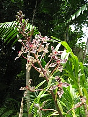 Botanical Garden31